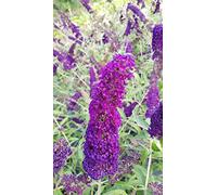 Buddleia davidii 'Empire Blue' / Arbre aux papillons bleu/Conteneur de 3 à 4 litres