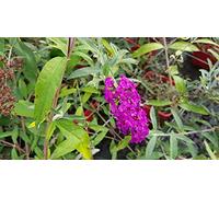 Buddleia davidii 'Royal red' / Arbre aux papillons à fleurs rouges/Conteneur de 2 à 2.9 litres/Arbuste florifère