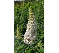 Buddleia davidii 'White perfection' / Arbre aux papillons à fleurs blanches/Conteneur de 3 à 4 litres