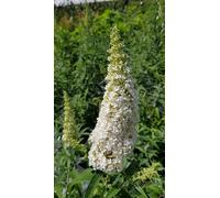 Buddleia davidii 'White profusion' / Arbre aux papillons à fleurs blanches/Conteneur de 3 à 4 litres