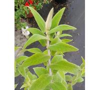 Buddleia salviifolia/Arbre aux papillons/Conteneur de 3 à 4 litres/Arbuste parfumé