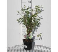 Buddleja 'Argus Velvet'® - Arbuste à papillons conteneur 40- 60 cm