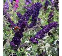 Buddleja Black Knight - Arbre à papillons - floraison violet foncé - Rustique | Pot de 1,5 Litre