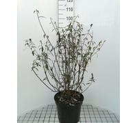 Buddleja dav. 'Black Knight' - Arbuste à papillons conteneur 60- 80 cm