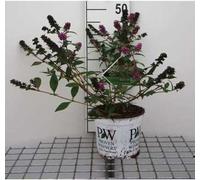 Buddleja dav. 'Blue Chip'® - Arbuste à papillons 30- 40 cm conteneur