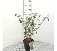 Buddleja dav. 'Empire Blue' - Arbuste à papillons conteneur 40- 60 cm
