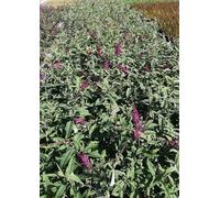 Buddleja dav. 'Mss Ruby'® - Arbuste à papillons conteneur 40- 60 cm