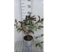 Buddleja dav. 'Mss Ruby'® - Buisson Des Papillons 'Mss Ruby', Arbuste Aux Papillons 40-60 cm en pot