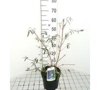 Buddleja dav. 'Nanho Blue' - Arbuste à papillons Nanho Blue 40- 60 cm conteneur