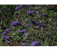 Buddleja dav. 'Nanho Blue' - Arbuste à papillons Nanho Blue 60- 80 cm conteneur