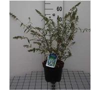 Buddleja dav. 'Nanho White' - Arbuste à papillons conteneur 40- 60 cm