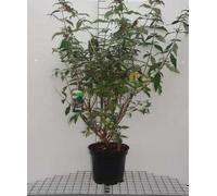 Buddleja dav. 'Pink Panther'® - Arbre à papillons en conteneur 60- 80 cm