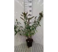 Buddleja dav. 'Reve de Papillon White'® - Arbuste à papillons conteneur 40- 60 cm