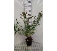 Buddleja dav. 'Reve de Papillon White'® - Buisson Des Papillons 'Reve De Papillon White', Arbuste Aux Papillons 40- 60 cm en pot