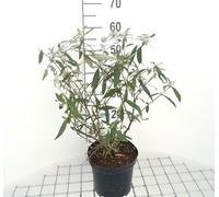 Buddleja dav. 'Royal Red' - Arbuste à papillons conteneur 40- 60 cm