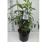 Buddleja dav. 'Royal Red' - Arbuste à papillons conteneur 60- 80 cm
