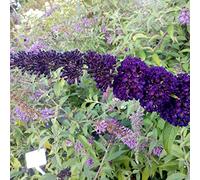 Buddleja Davidii 'Black Knight'- Arbre aux papillons 'Black Knight' 40-60 cm en conteneur