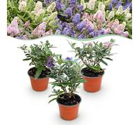 Buddleja davidii Butterfly Candy Little Tricolour - Arbuste à papillons - Compact - Rose-Blanc-Lilas - 3 Plantes - 20-30cm - Ø12cm - Plante de jardin