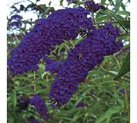 Buddleja davidii Empire Blue 25-30 cm Lilas papillon - Lilas d'été