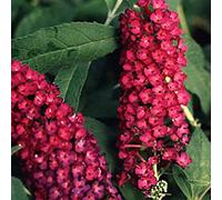Buddleja Davidii 'Royal Red'- Arbre à papillons 'Royal Red' 40-60 cm en conteneur