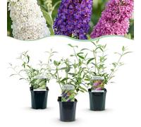 Buddleja davidii Tricolour - Arbuste à papillons - Rustique - Bleu - Rose - Blanc - 3 Plants - 35-45cm - Ø17cm - Plante de jardin