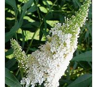 Buddleja Davidii 'White Profusion'- Arbre aux papillons 'White Profusion' 40-60 cm en conteneur