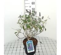 Buddleja hybr. 'Lochinch' - Buisson Des Papillons 'Lochinch', Arbuste Aux Papillons 40- 60 cm en pot