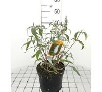 Buddleja hybr. 'Marbled White'® ('markeep'®) - Buisson Des Papillons, Arbre Aux Papillons 40-60 cm en pot