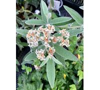 Buddleja 'Silver Anniversary' - Arbuste à papillons, lilas-fleurs, lilas 30 - 40 cm conteneur
