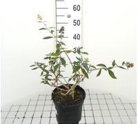 Buddleja weyeriana 'Sungold' - Arbuste à papillons conteneur 40- 60 cm