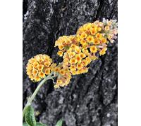 Buddleja weyeriana 'Sungold' - Arbuste à papillons, lilas-fleurs conteneur 40 - 60 cm