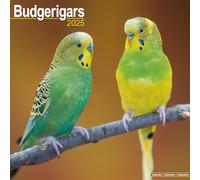 Budgerigars Calendar 2025 Square Bird Wall Calendar - 16 Month