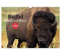 Büffel. Wisent und Bison (Wandkalender 2026 DIN A3 quer), CALVENDO Monatskalender: Die Schönheit der kraftvollen Kolosse im Zottelfell
