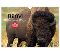 Büffel. Wisent und Bison (Wandkalender 2026 DIN A4 quer), CALVENDO Monatskalender: Die Schönheit der kraftvollen Kolosse im Zottelfell