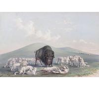 Buffalo Hunt. White Wolves attaquant Buffalo Bull. De Catlin's North American Indian Portfolio publié à Londres 1844 par l'artiste American Adventurer George Catlin 1796-1872. Pendant de nombreux