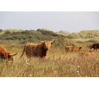 Bœufs des Highlands écossais - Puzzle de 5000 pièces pour Adultes - Un Jeu de société Classique et Stimulant pour Toute la Famille (14 Ans et Plus)