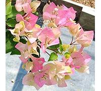 . Buganvillee Bougainvillea Spectabilis Willd pianta perenne pianta del Fiore da Giardino Pianta in Vaso 100 pc/Bag: 8