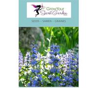 Bugle rampante - Ajuga reptans - blau- résistante au froid