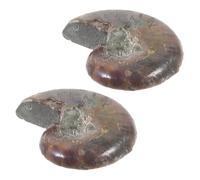 BUGUUYO 2 pièces Modèle Éducatif Ammonite Décor Fossile Naturel pour et Apprentissage Scientifique