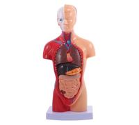 BUGUUYO Modèle Anatomique de Torse Humain Détachable PVC pour Enseignement Médical et Éducation Garçon Fille Couleur Aléatoire Couleur Aléatoire