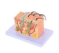 BUGUUYO Modèle Anatomique des Couches Peau Humaine Grossissement 35X Coupe Horizontale Plastique Solide Modèle Pédagogique pour Étude Médicale et Enseignement Scientifique
