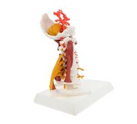 BUGUUYO Modèle Anatomique Vertèbre Cervicale Humaine avec et Muscles Éducatif Portable pour Enseignement Médical et Étude Anatomie