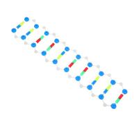 BUGUUYO Modèle De Gène À Double Hélice Modèle D'Échelle D'Adn Kit D'Adn Souche Kit De Modèle D'Adn Modèle De Structure Moléculaire Kit De Démonstration D'Hélice