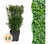 Buis commun - Buxus sempervirens - Feuille verte - 6 Plantes - Plante de haie - 1 mètre linéaire - persistant - pot 17cm hauteur 45cm