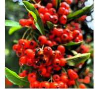 Buisson ardent Mohave, Pyracantha