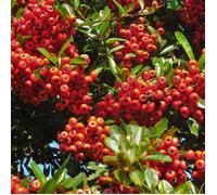 Buisson ardent Orange Glow, Pyracantha