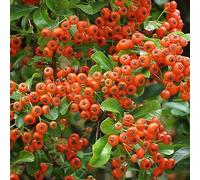 Buisson ardent 'Orange Glow' - Pyracantha 'Orange Glow' 50-60 cm pot | Arbuste persistant épineux, baies orange décoratives, parfait haie défensive