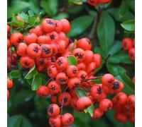 Buisson ardent 'Red Column' - Pyracantha coccinea 'Red Column' - 50-60 cm pot