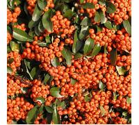 Buisson ardent Saphyr® Orange 'Cadange', Pyracantha