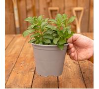 Buisson de Menthe Poivrée - Herbe Aromatique | Plante Potagère | Plante Fraîche à Cuisiner Facile à Cultiver